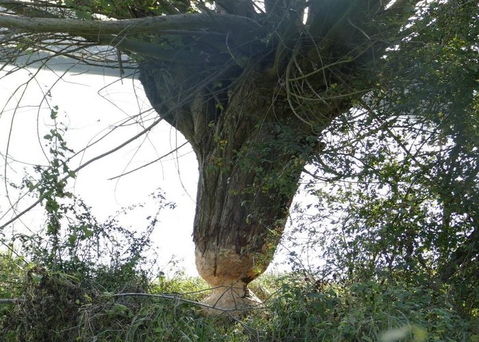 Angenagter Biberbaum
