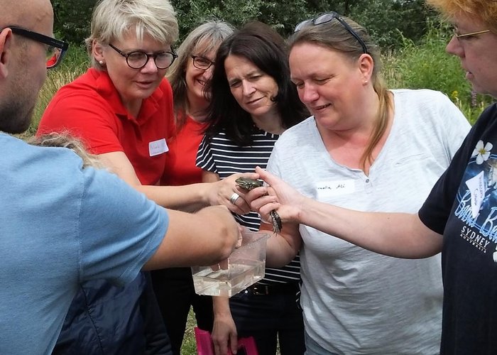 Beobachtung eines Wasserfroschs