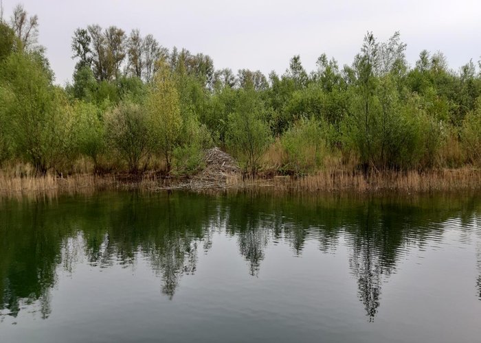 Biberburg am Baggersee