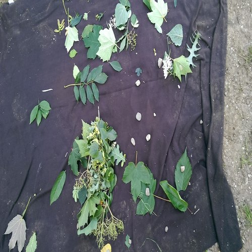 Blätter verschiedener Baum- und Straucharten