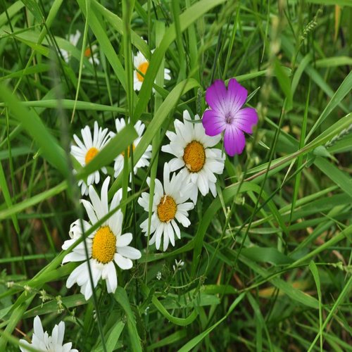 Blüten im Trockenbeet