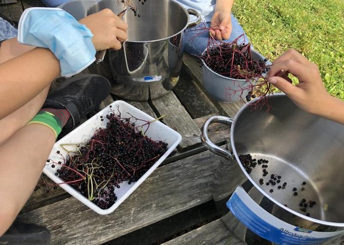 Ernte der Holunderbeeren