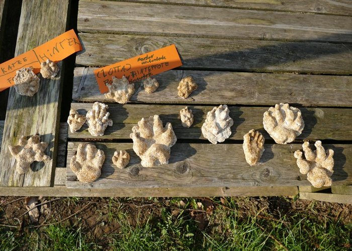 Gipsabdrücke von Tierspuren