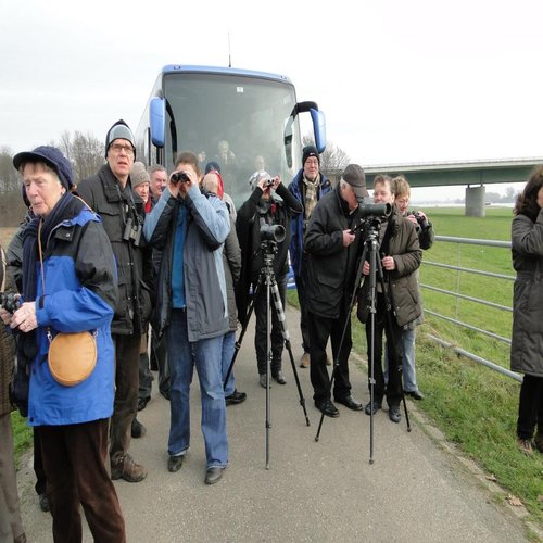Gruppe beobachtet Wildgänse im Winter