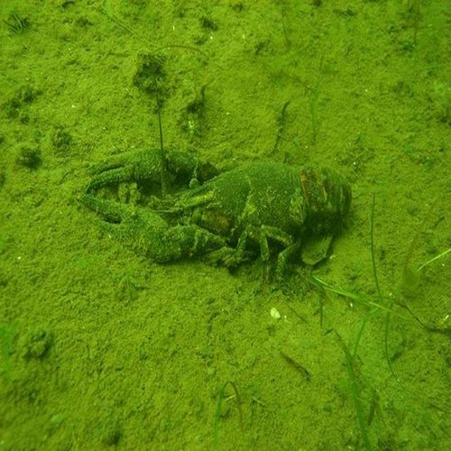 Kamberkrebs im Reeser Meer