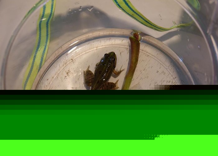 Kleiner Frosch im Glas