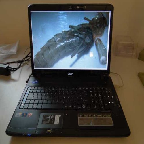 Libellenlarve am Computer vergrößert