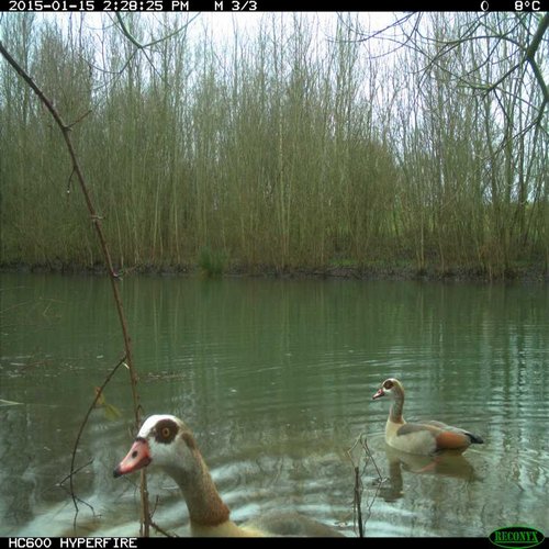 Nilgänse
