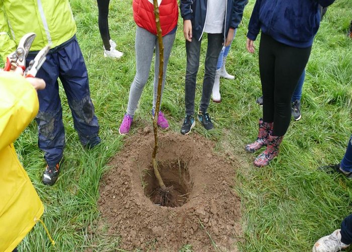 Pflanzung eines Apfelbaums