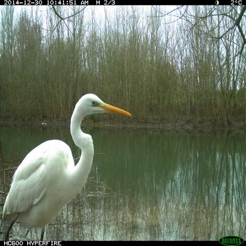 Silberreiher am Reeser Meer