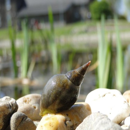 Spitzschlammschnecke