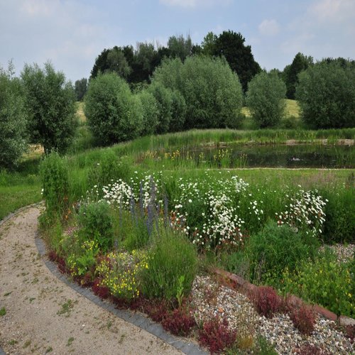 Trockenbeet in Blüte